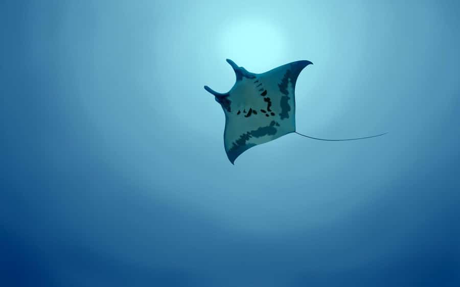 From Bali: Nusa Penida Snorkel 3 Spots w/ GoPro & Kayak tour - Lunch and the Midday Reset: Eat First, Then Let the Day Flow