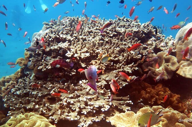 From Bali: Nusa Penida Snorkeling and Island Tour - Snorkeling Circuit: Manta Bay, Crystal Bay, Gamat Bay, Wall Bay Point