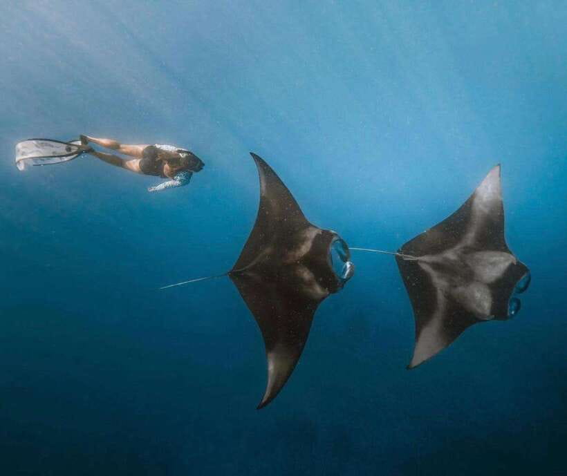 From Bali: Nusa Penida Snorkeling and West Coast Tour - Manta Point snorkeling: the big-ticket chance