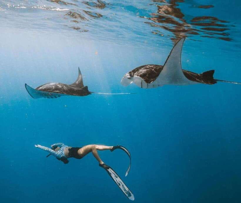 From Bali: Nusa Penida Snorkeling and West Coast Tour - Price and what you’re actually getting for around $29