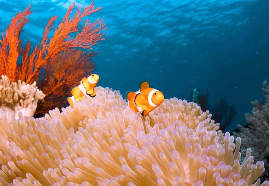 From Bali: Reef Cruise Day Trip to Nusa Lembongan - Optional scuba sessions and add-ons: when the extra cost makes sense
