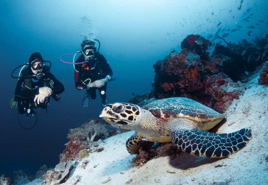 From Bali: Reef Cruise Day Trip to Nusa Lembongan - Price and value at $127 per person: what you’re really buying