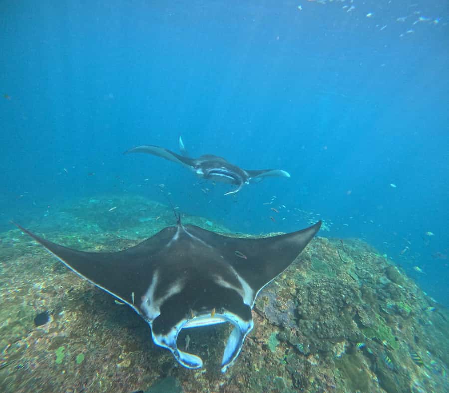 From Bali: Snorkeling 3 Spots To Nusa Penida & Lembongan - Manta Bay snorkeling: how this trip delivers the wow moment