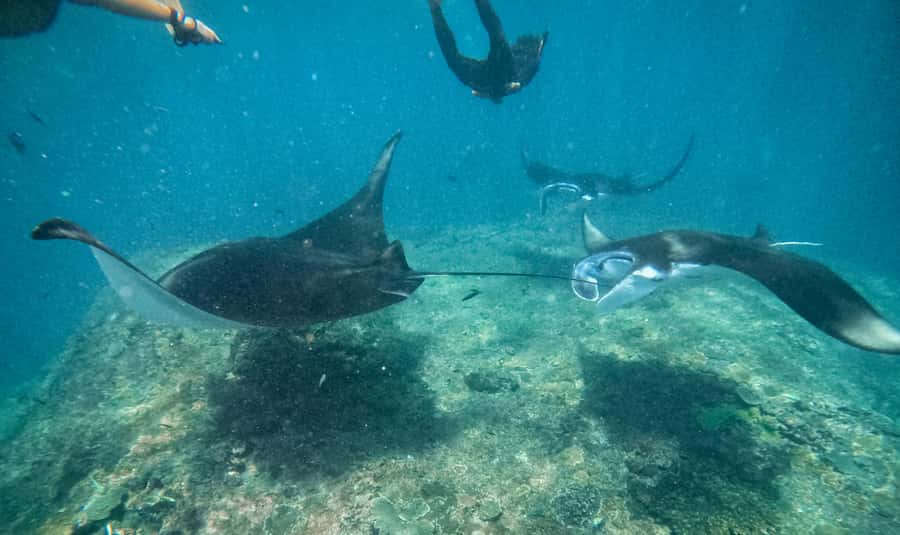 From Bali: Snorkeling at Manta Point Nusa Penida & Land Tour - Key highlights you’ll actually care about