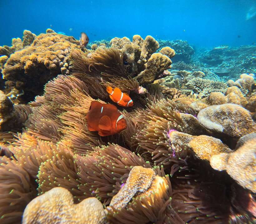 From Bali : Snorkeling & Nusa Penida Island Tour with Lunch - Key points worth knowing before you go