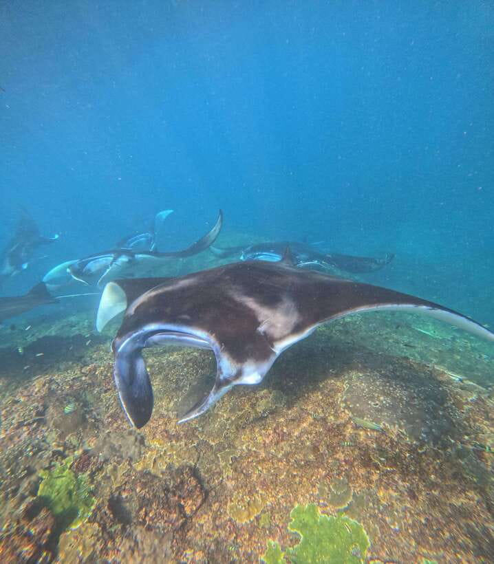 From Bali : Snorkeling & Nusa Penida Island Tour with Lunch - Kelingking Beach: the T-Rex viewpoint and your best strategy