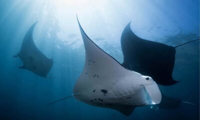From Bali: West Nusa Penida & Snorkeling Small Group Tour - Two snorkelling rounds at Manta Point and friends