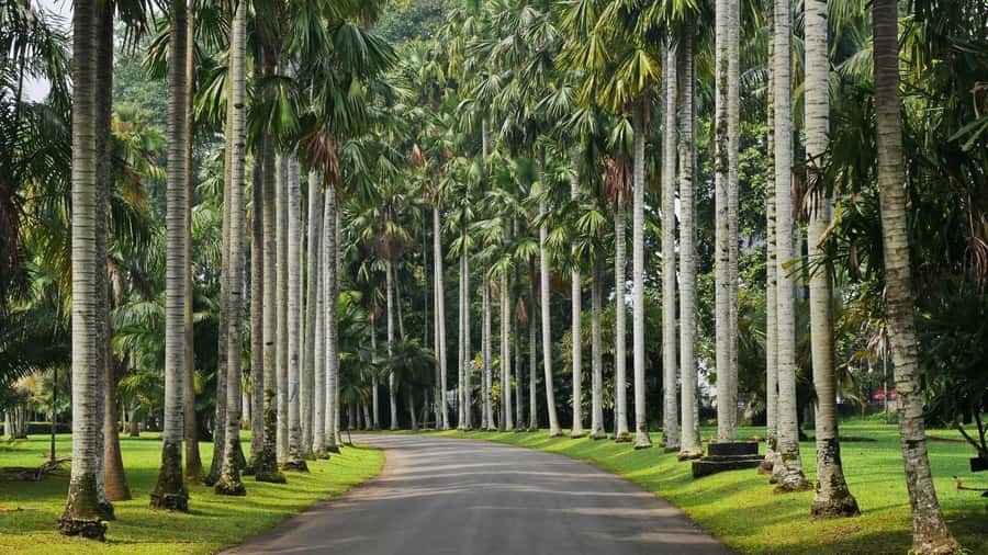 From Bandung: Tea Plantation and Botanical Garden Tour - Puncak tea fields and the factory: what you actually learn