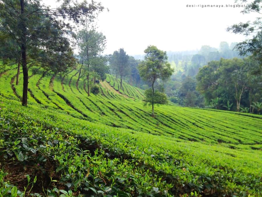 From Bandung: Tea Plantation and Botanical Garden Tour - The inland route question: trade views for garden time