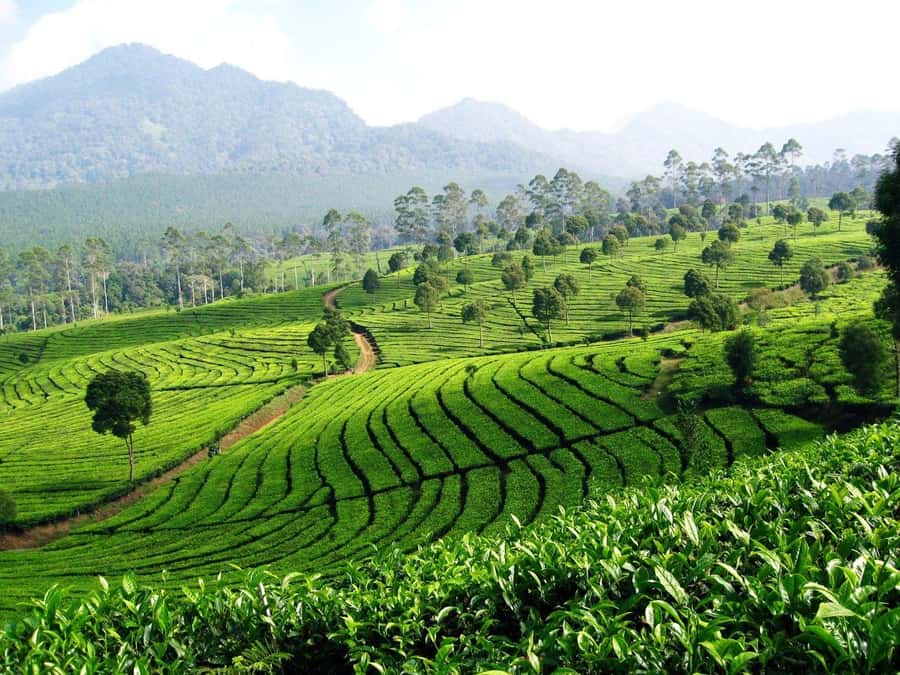 From Bandung: Tea Plantation and Botanical Garden Tour - Price and value: $120 for the private car, then extras on top