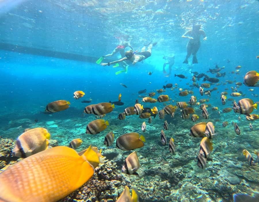From Ceningan: Snorkeling with Manta Rays at Manta Point - Gamat Bay: Second Snorkel Stop for Reefs, Fish, and Variety