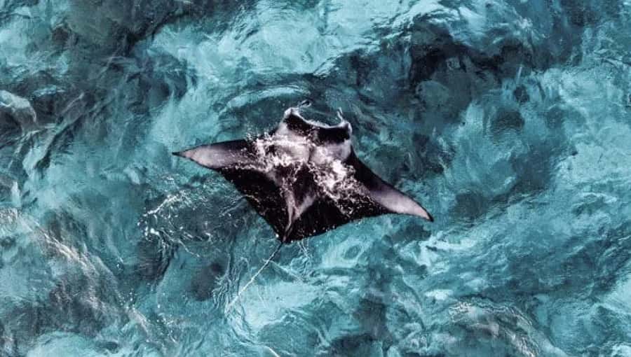 From Ceningan: Snorkeling with Manta Rays & Land Tour - Key things that make this tour worth your attention