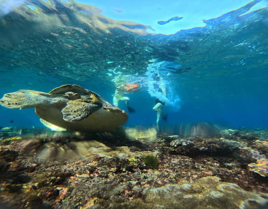 From Ceningan: Snorkeling with Manta Rays & Land Tour - Nusa Penida viewpoints: Kelingking, Broken Beach, and Angel’s Billabong