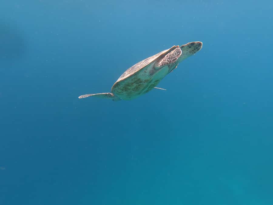From Gili Air/Trawangan: Glass-Bottom Boat with Snorkeling - Turtle Point and Underwater Statues: What You’re Actually Looking For