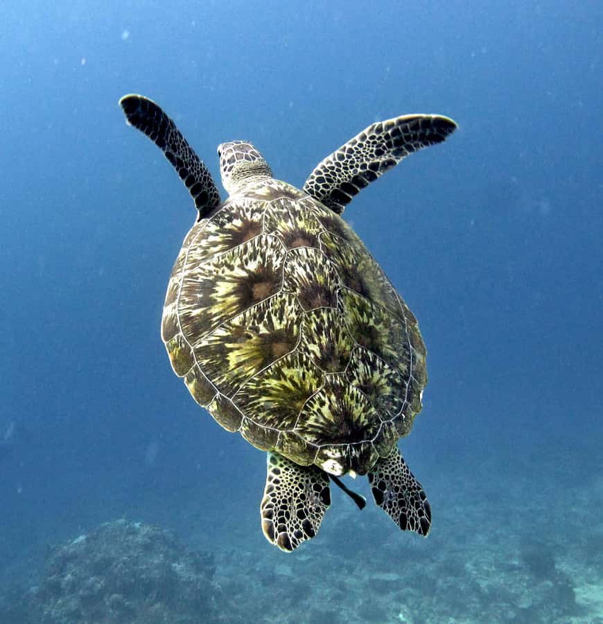 From Gili Air/Trawangan: Glass-Bottom Boat with Snorkeling - The Meno Stop: A Real Break From Heat and Salt