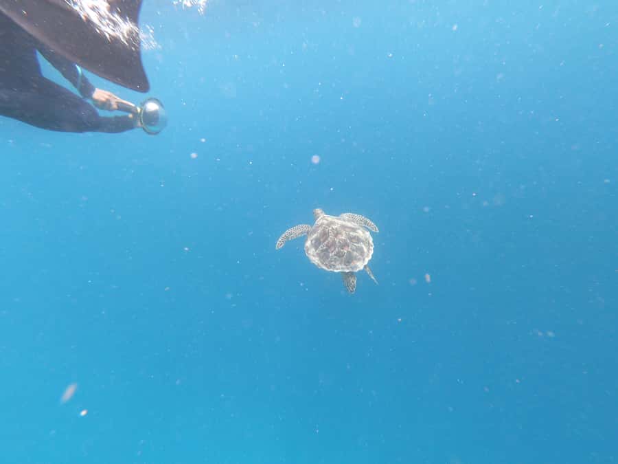 From Gili Air/Trawangan: Glass-Bottom Boat with Snorkeling - Gear, Life Jackets, and the Guide’s Job