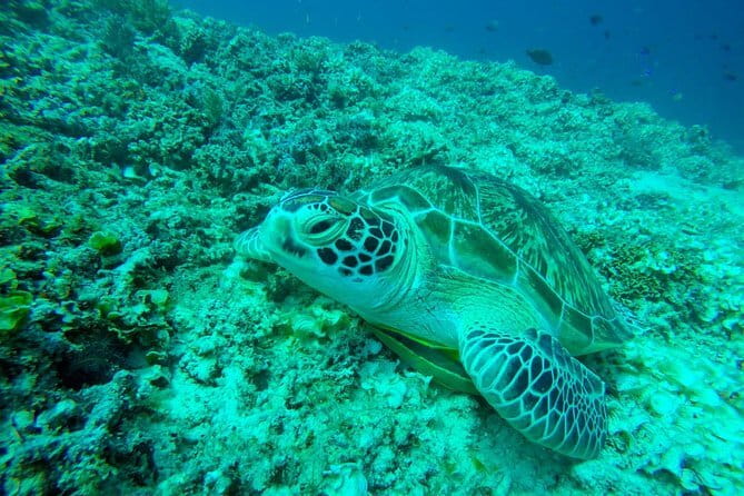 From Gili Trawangan & Gili Air Snorkeling Trip Sharing & Private - The Real Deal: Snorkeling Sites, Gear, and Group Vibes