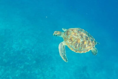 From Gili Trawangan & Gili Air Snorkeling Trip Sharing & Private - Entering The Reef: What the Snorkeling Day Feels Like
