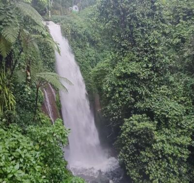 From Jakarta: Bogor Botanical Garden, Ricefield, & Waterfall - Inside Bogor Botanical Garden near the Presidential Palace grounds