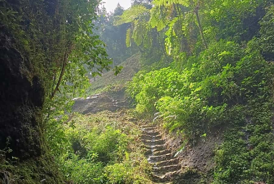 From Jakarta: Bogor Botanical Garden, Ricefield, & Waterfall - The hill road break: markets, houses, and rice-field views on the way up