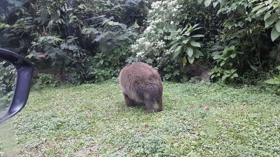 From Jakarta: Private Taman Safari Day Tour - Key Things to Know Before You Go
