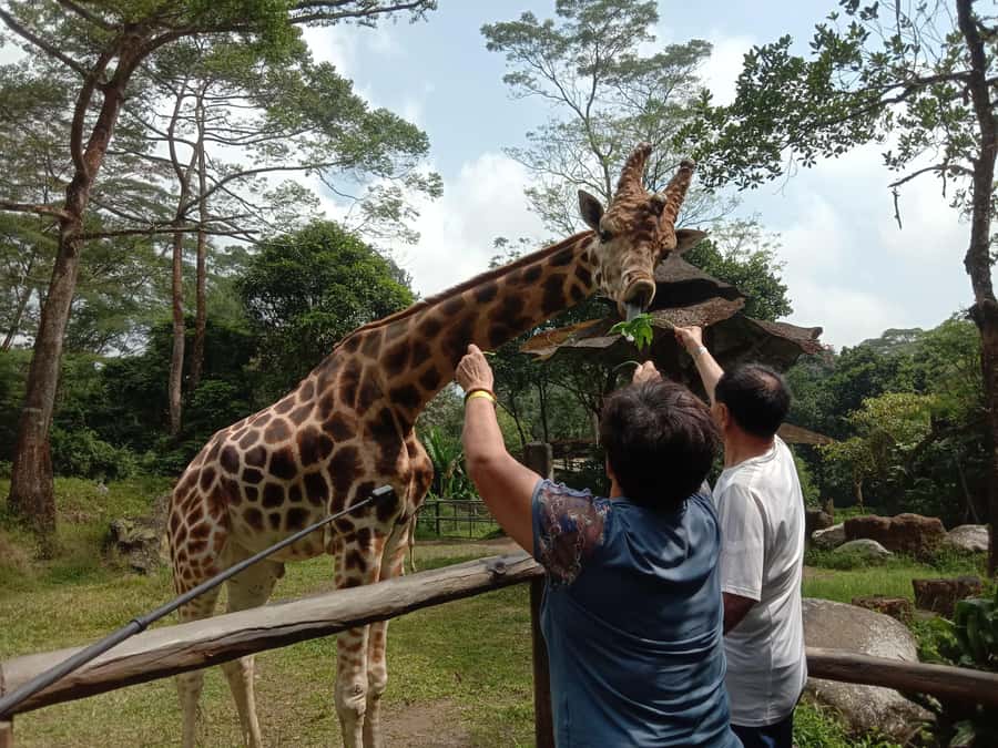 From Jakarta: Private Taman Safari Day Tour - Who This Private Taman Safari Tour Fits Best
