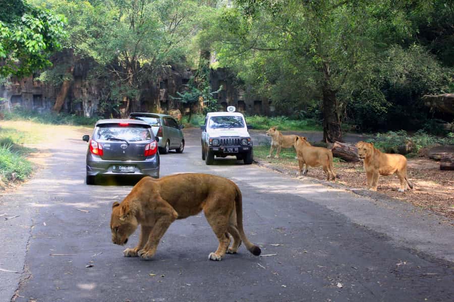 From Jakarta: Private Taman Safari Day Tour - Why Taman Safari Feels Right as a Private Jakarta Escape