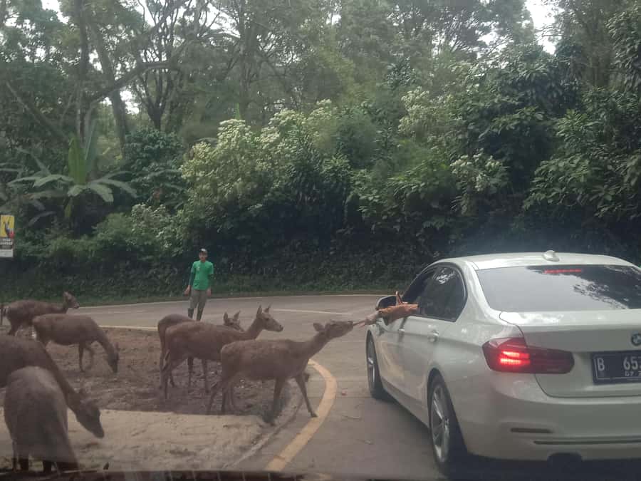 From Jakarta: Private Taman Safari Day Tour - The Bogor Portion: Photo Stop and Sightseeing Time That Can Set the Mood