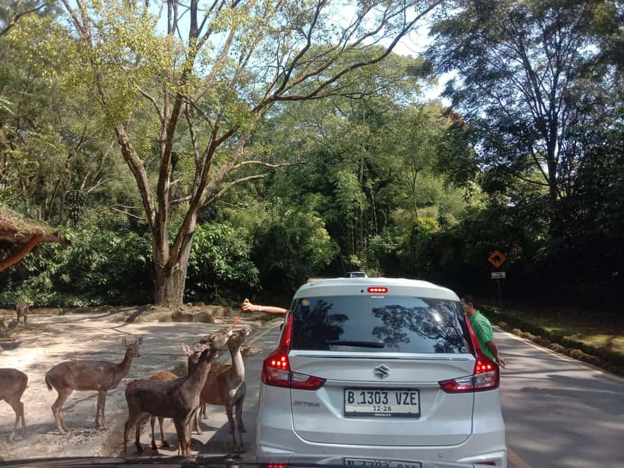 From Jakarta: Private Taman Safari Day Tour - Safari Drive in Your Vehicle: Lions, Elephants, and Giraffes Up Close