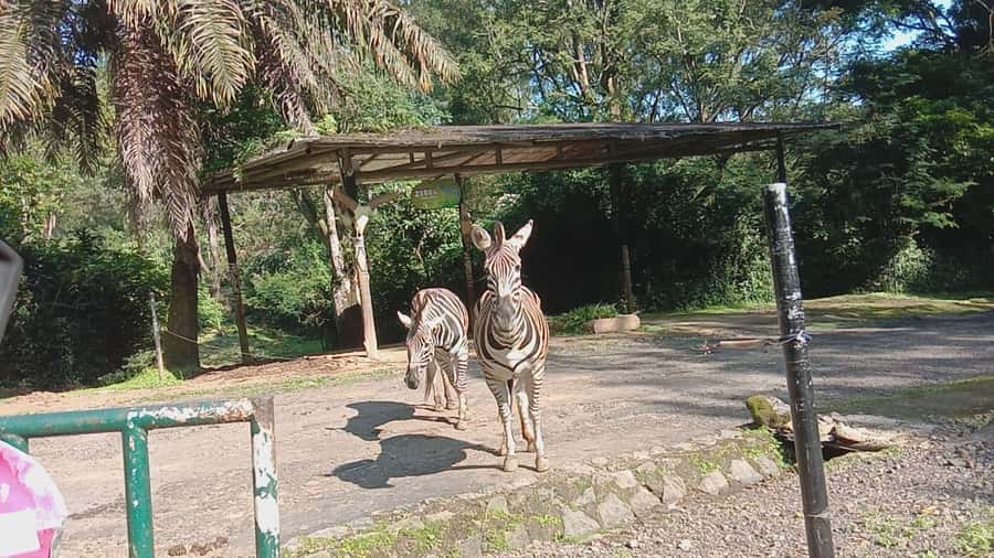 From Jakarta: Private Taman Safari Day Tour - Food, Souvenirs, and Optional Extra Feeding Costs