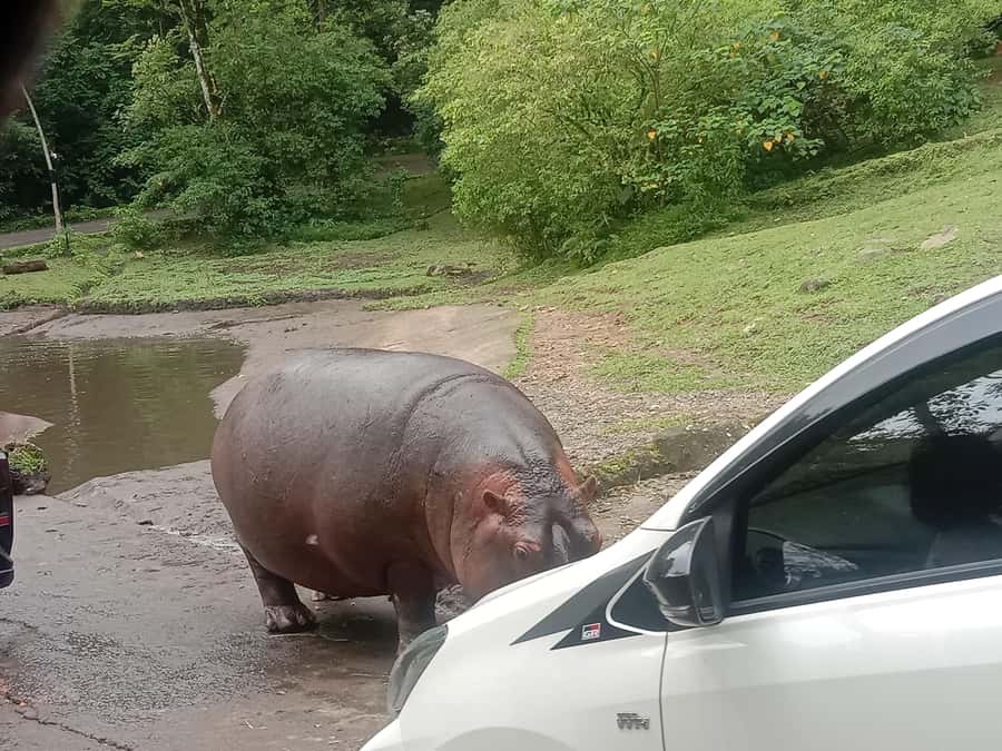 From Jakarta: Private Taman Safari Day Tour - Pickup Options in Jakarta and Bogor City (and Why It Matters)