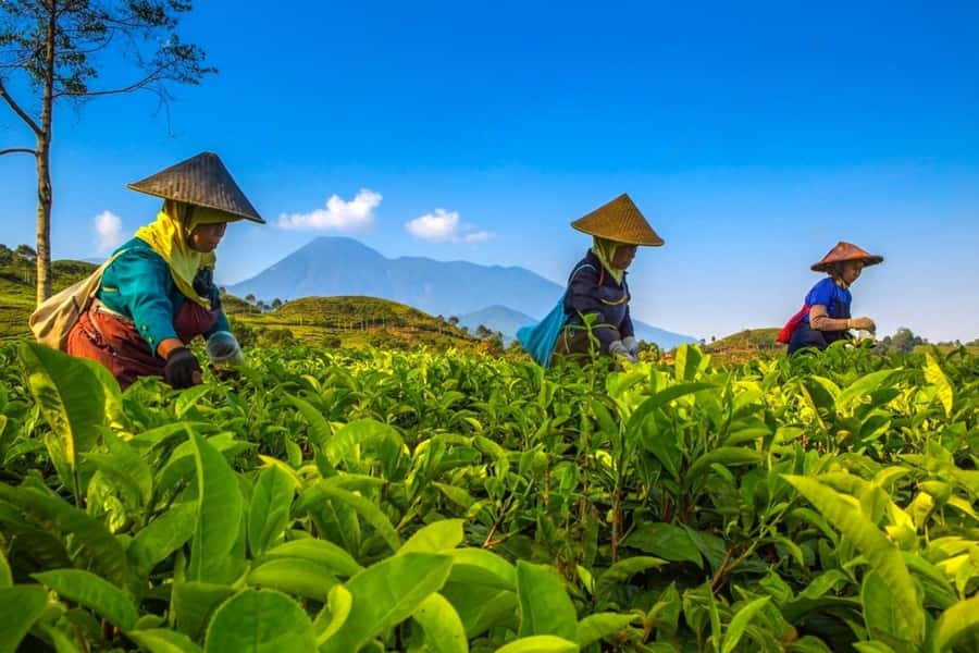 From Jakarta: Safari Park, Tea Plantation & Jaksa Waterfall - Key things worth knowing before you go