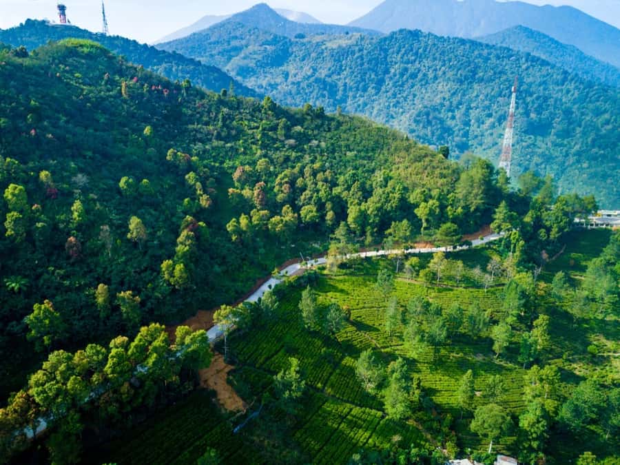 From Jakarta: Safari Park, Tea Plantation & Jaksa Waterfall - Puncak Tea Plantation: Walking the Fields and Tasting the Tea