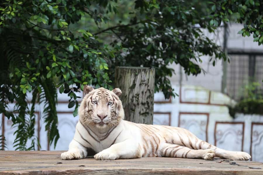From Jakarta: Safari Park, Tea Plantation & Jaksa Waterfall - Price and logistics: Is $141 per person good value?