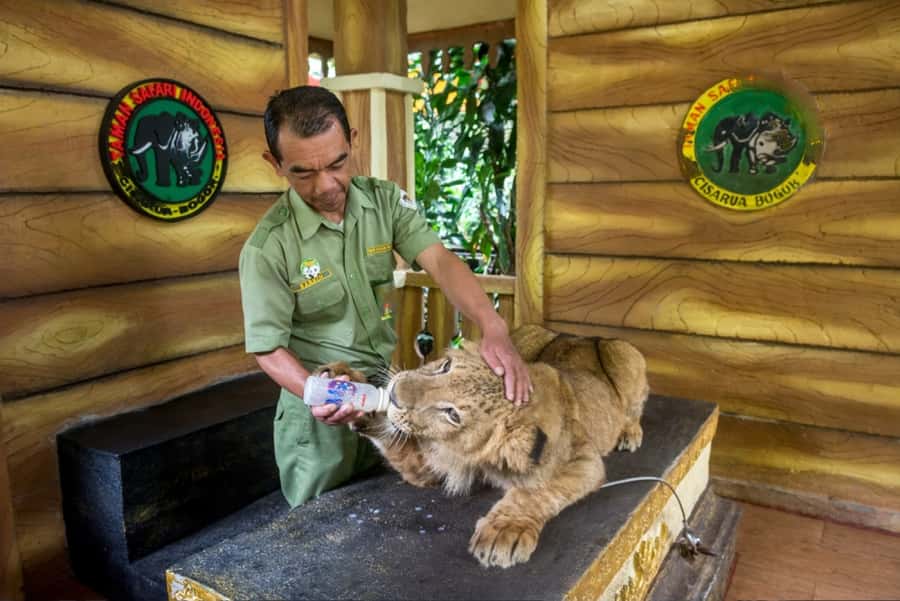From Jakarta: Safari Park, Tea Plantation & Jaksa Waterfall - Who this trip suits best
