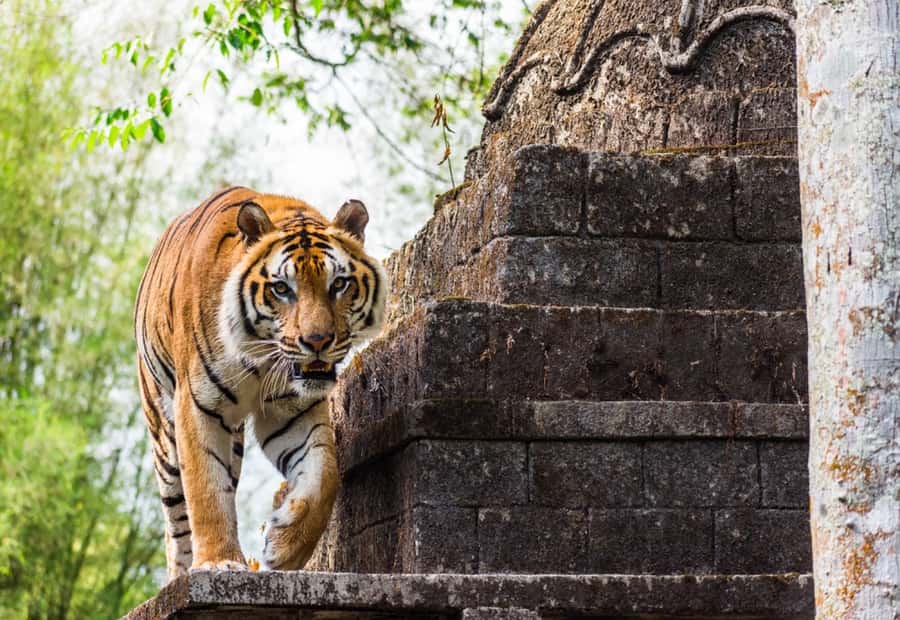 From Jakarta: Safari Park, Tea Plantation & Jaksa Waterfall - Taman Safari Bogor: the Safari Drive and Animal Encounters