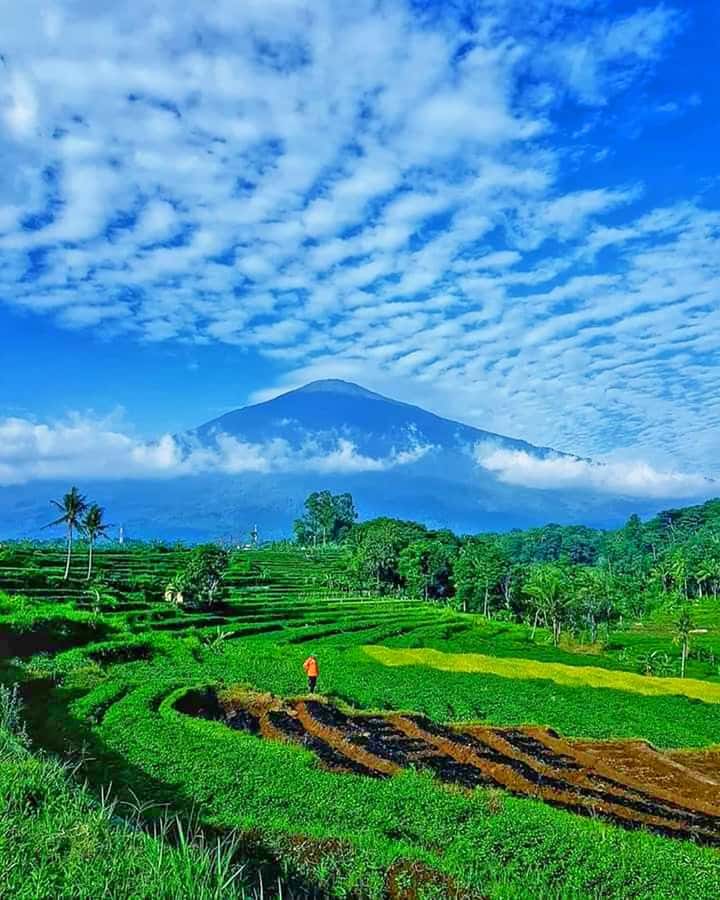 From Jakarta : Volcano, Tea & Rice Fields, Hot Spring - Key moments worth your time
