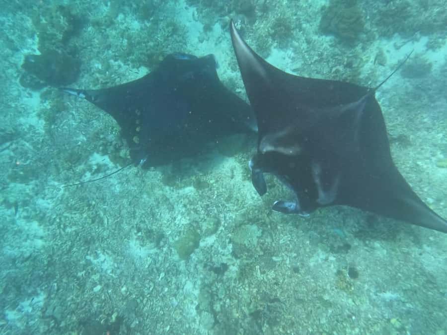 From Labuan Bajo Explore komodo island & Snorkeling - Komodo Island walking tour: seeing dragons and more wildlife