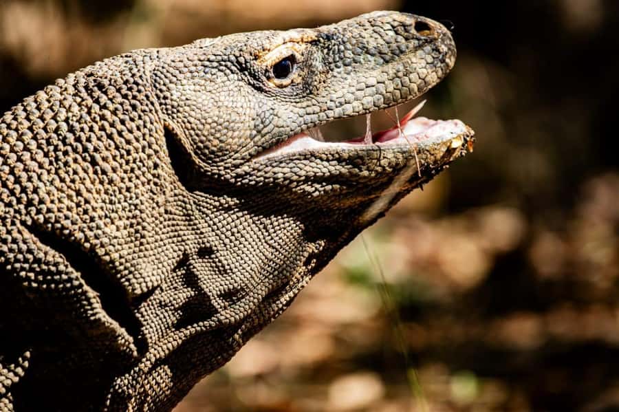 From Labuan Bajo Explore komodo island & Snorkeling - Morning logistics: pickup at 6:25 and the 7:00 start
