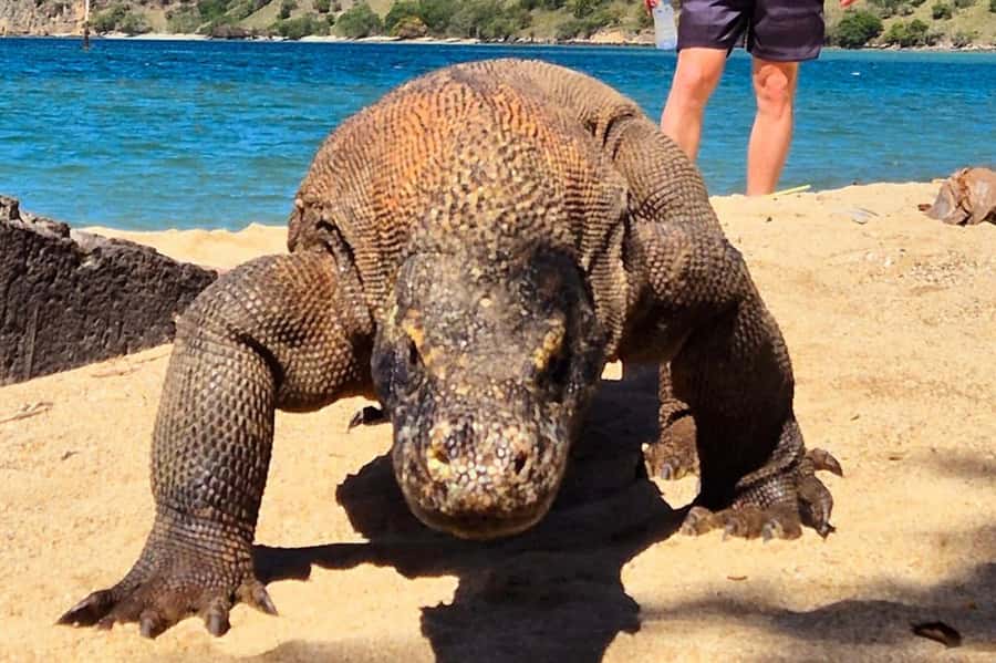 From Labuan Bajo: Komodo Dragons and Island Hop with All Fee - Key highlights you’ll feel right away