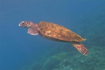 From Labuan Bajo: Komodo Dragons and Island Hop with All Fee - Padar Island viewpoint trek: the photo payoff (and the crowd reality)