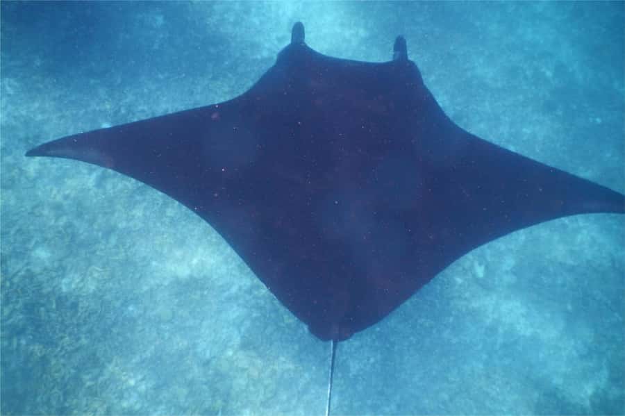 From Labuan Bajo: Komodo Dragons and Island Hop with All Fee - Manta Point snorkeling: how to manage expectations