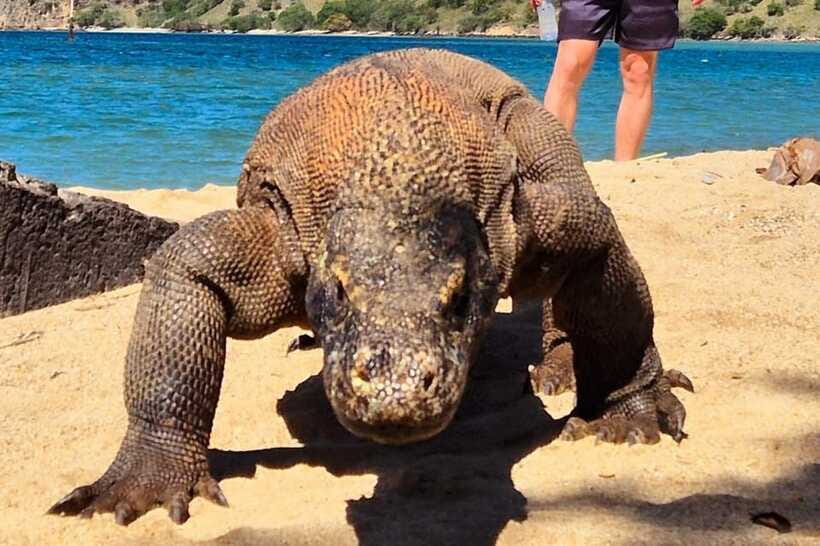 From Labuan Bajo: Komodo Dragons and Island Hop with All Fee - Price and what you really get for $135