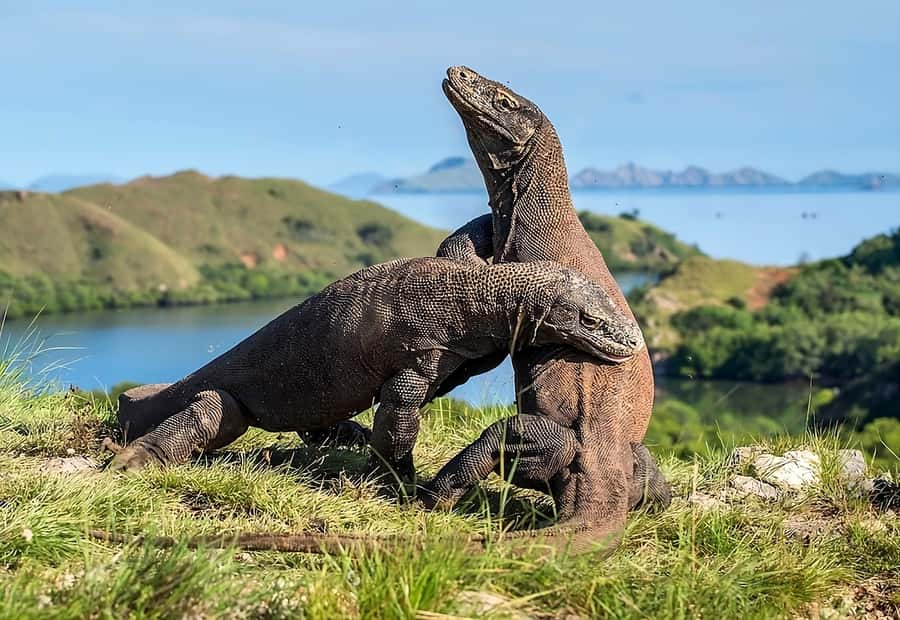From Labuan Bajo: Komodo Island Day Tour with Snorkeling - Key things that make this day tour work