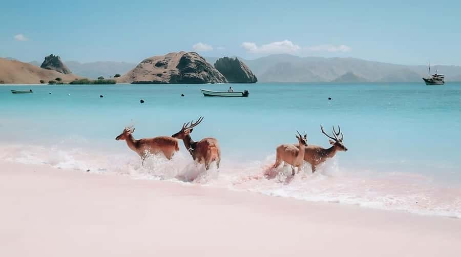 From Labuan Bajo: Komodo Island Day Tour with Snorkeling - Manta Point snorkeling: how to maximize your chances (and not stress)
