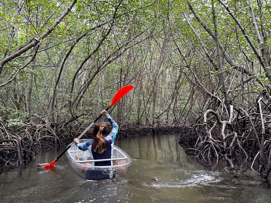 From Lembongan: Kayak/Paddleboard/Boat Mangrove Tour - Key things to know before you go