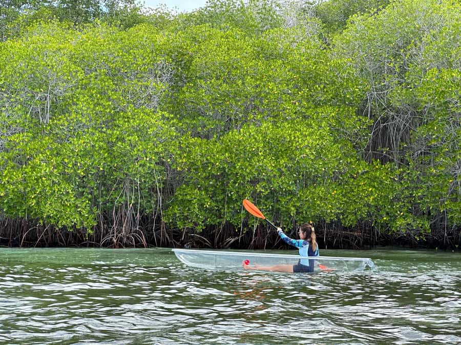 From Lembongan: Kayak/Paddleboard/Boat Mangrove Tour - Getting to the Mangroves: Pickup Times and Where to Meet