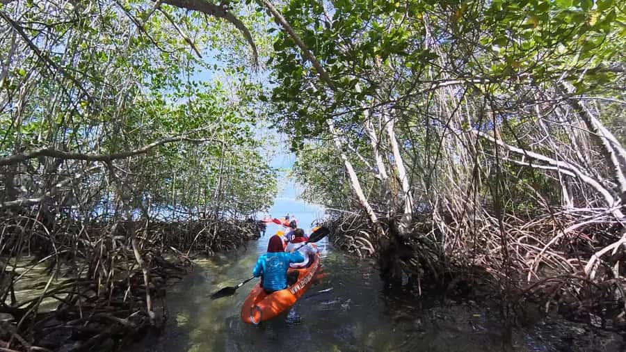 From Lembongan: Kayak/Paddleboard/Boat Mangrove Tour - The Guide Makes It Better: English Explanations and Wildlife Focus