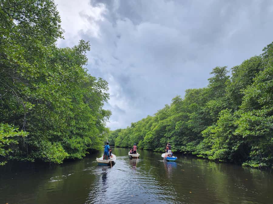 From Lembongan: Kayak/Paddleboard/Boat Mangrove Tour - What You Might See: Crabs, Starfish, Corals, and Mangrove Life