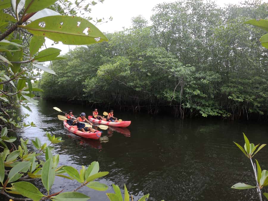 From Lembongan: Kayak/Paddleboard/Boat Mangrove Tour - Mangrove Point: Your One-Hour Kayak or Paddleboard Session